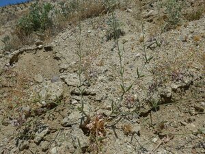 Eriogonum sp2. Plant